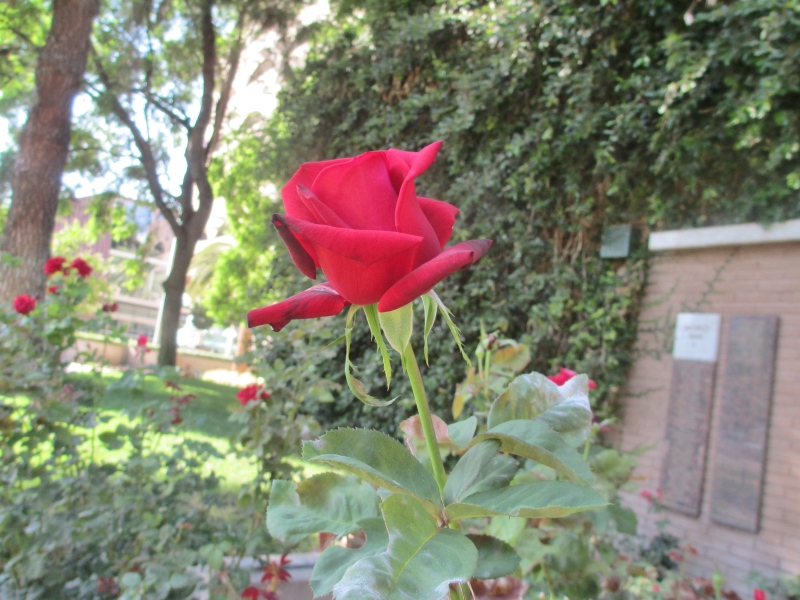 Rose red